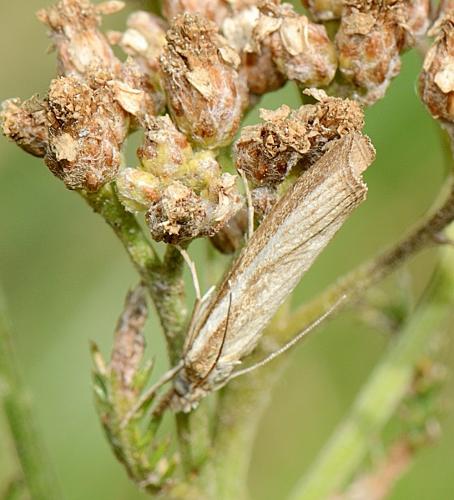 Réf. 270 104 : Agriphila tristella
